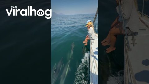 Cape Town Dolphin Pod Follows Boat || ViralHog