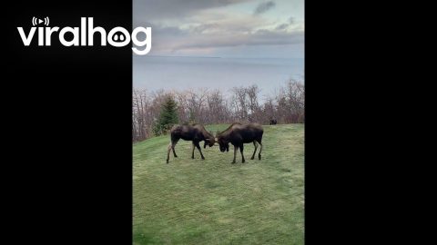 Bull Moose Sparring in Alaska || ViralHog