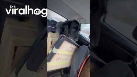 POV: Your 14-Year-Old Dachshund Has to Go on Every Car Ride || ViralHog