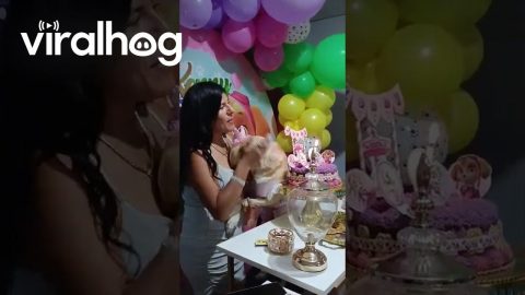 Dog Gets Embarrassed By Happy Birthday Song || ViralHog