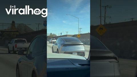 Loose Dog on the Freeway || ViralHog