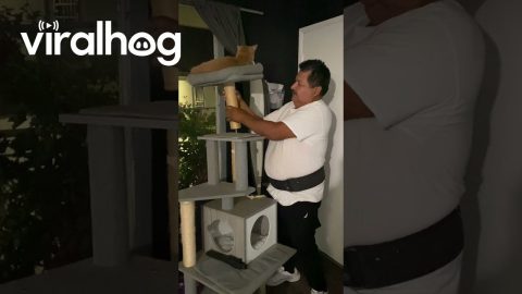 Cute Cat Spinning on Cat Tower || ViralHog
