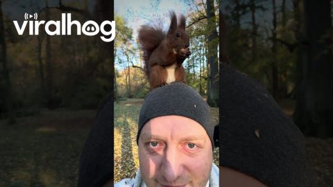 Trained Squirrel Eats on Man's Head || ViralHog