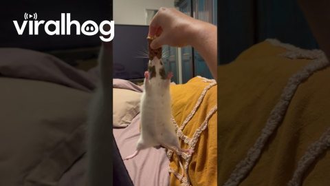 Pet Rat Clings to Snack || ViralHog