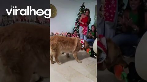 Golden Retriever Loves His Christmas Present || ViralHog