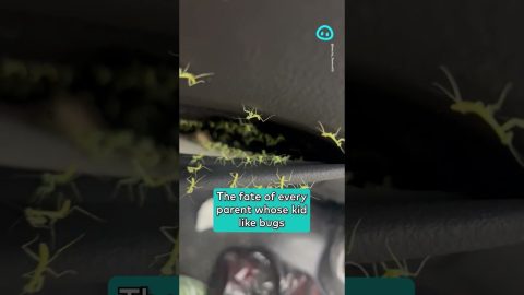 Mantis Nest in the Back Seat || ViralHog Shorts
