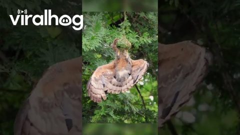 Weaver Bird Defends Nest From African Harrier Hawk || ViralHog