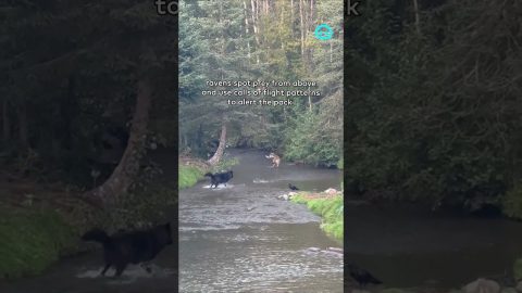 Family of Wolves Fishing Together || ViralHog Shorts