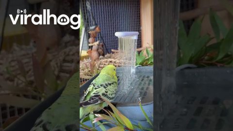 Colorful Birds Take a Quick Shower || ViralHog