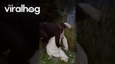 Woman Rescues a Swan in Barnsley, UK || ViralHog