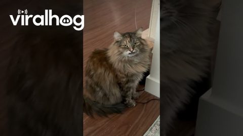 Grumpy Cat Wants Treats || ViralHog