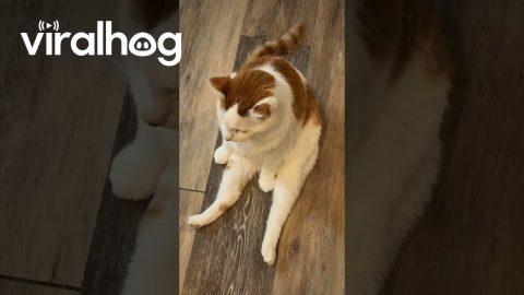 Cute Cat Charles Sit and Waits to Be Loved || ViralHog