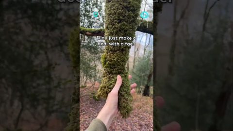 Dangling Moss Shakes Hand || ViralHog Shorts