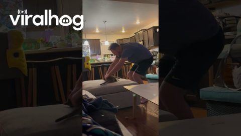 Cat Asks Dad for Flippy Flops || ViralHog