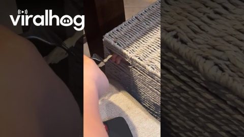 Gremlin Son Eats Breakfast From Inside Basket || ViralHog