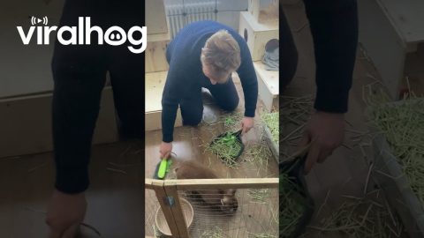 Peanut Does NOT Want Her Cage Cleaned || ViralHog