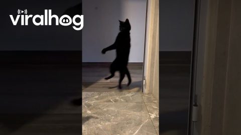 Bipedal Black Cat Startles Little Brother || ViralHog