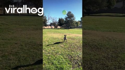 Nina Ball Bopping Boxer || ViralHog