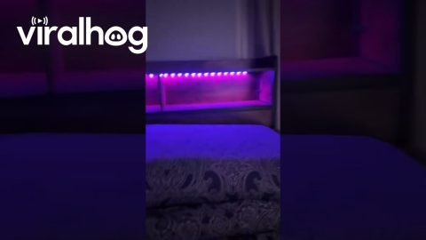 Sound Activated Lights on Bed Triggered by Fart || ViralHog