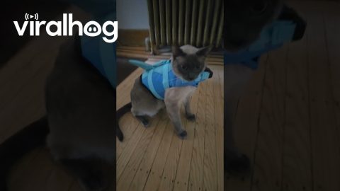 Seydlitz Not Feeling His New Life Jacket || ViralHog