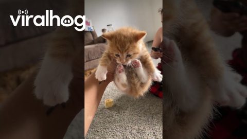 Kitten Scrunches And Air Biscuits || ViralHog