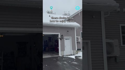 Duck Slides Down Snowy Roof || ViralHog Shorts