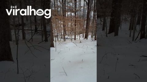 Corn Poured Down Icy Slope Makes Satisfying Sound || ViralHog