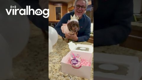 Diva Dachshund Doesn't Want to Get Older || ViralHog