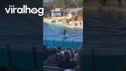 Dolphin Steals the Show at SeaWorld with Perfectly Timed Trick || ViralHog