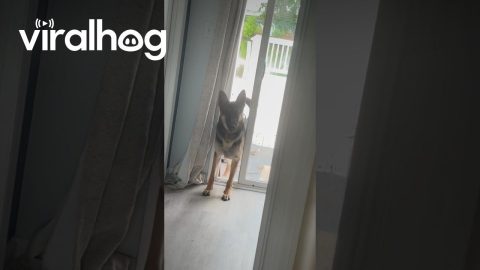 Mischievous German Shepherd Opens the Sliding Door || ViralHog