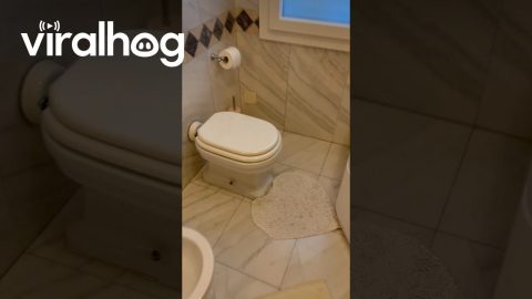 Cat In The Toilet Bowl || ViralHog