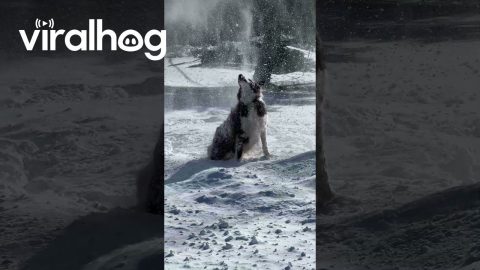 Borrowed Snowblower Comes With Dog || ViralHog
