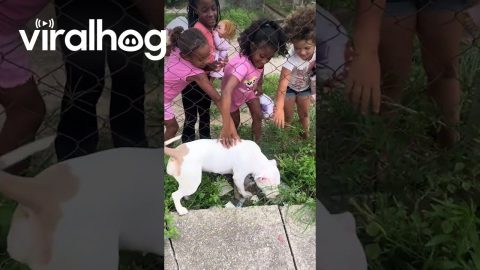 American Bully Dog and Her Neighborhood Friends || ViralHog