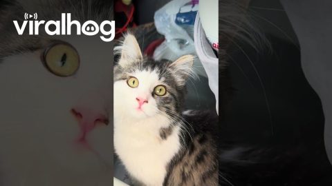 This Cat Loves Road Trips || ViralHog