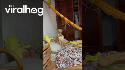 Dog Strikes a Pose || ViralHog