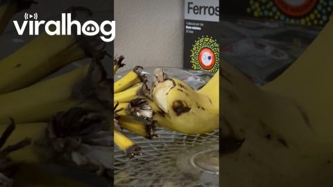 Lizard Licking a Banana || ViralHog