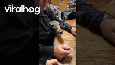 Maggie the Deer Demands Her Bean || ViralHog