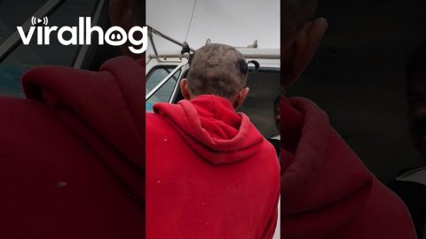 Man's Tiny Pigtails || ViralHog
