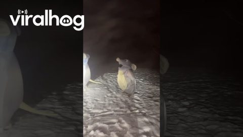 Funny 40 Year Olds in Rat Costumes || ViralHog