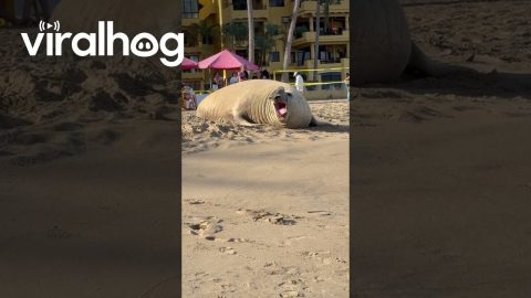 Panchito the Elephant Seal || ViralHog