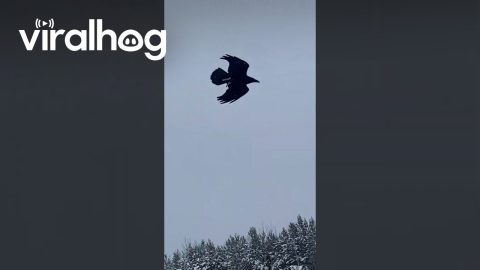 Guy Riding a Moose || ViralHog