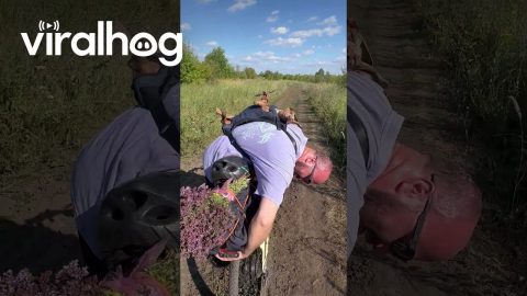 Happy Dachshund's Backpack Bicycle Journey || ViralHog