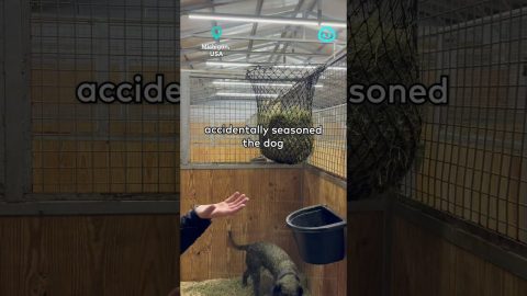 Dog Gets Seasoned || ViralHog Shorts