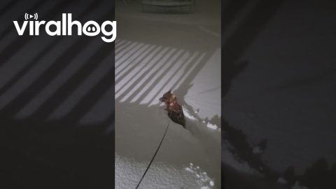 Little Corgi Legs Versus Historic Snowstorm || ViralHog