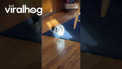 Kitten Fully Illuminated By Sunshine || ViralHog
