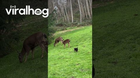 Cat Sammy And His Deer Herd Crew || ViralHog
