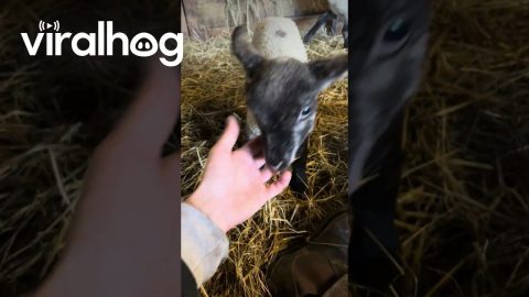 Lambs Playing While the Moms Eat || ViralHog