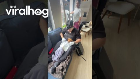 Dachshund's First Dental Cleaning || ViralHog