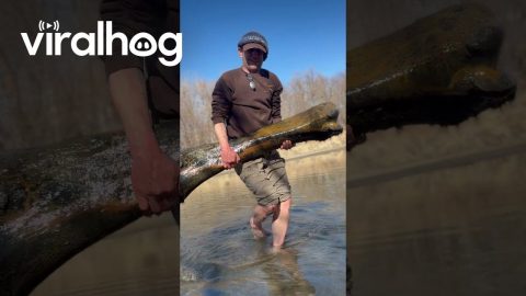 Mammoth Femur Found in Tributary || ViralHog