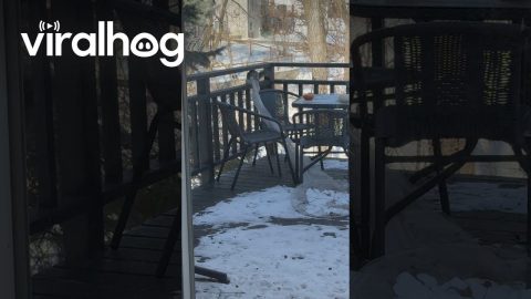 Squirrel Trying to Steal Netting From Porch || ViralHog